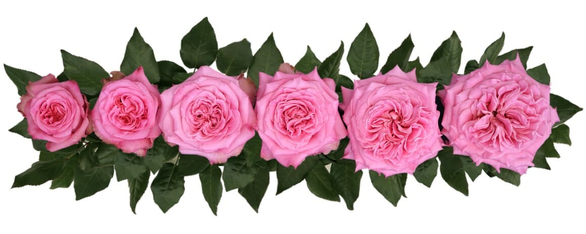 Pink Ashley Garden Rose