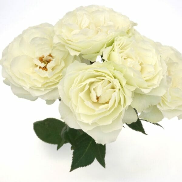 white spray garden rose called Blanche