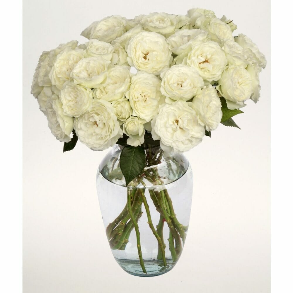 Vase full of Blanche Spray Roses, white garden roses from Alexandra Farms