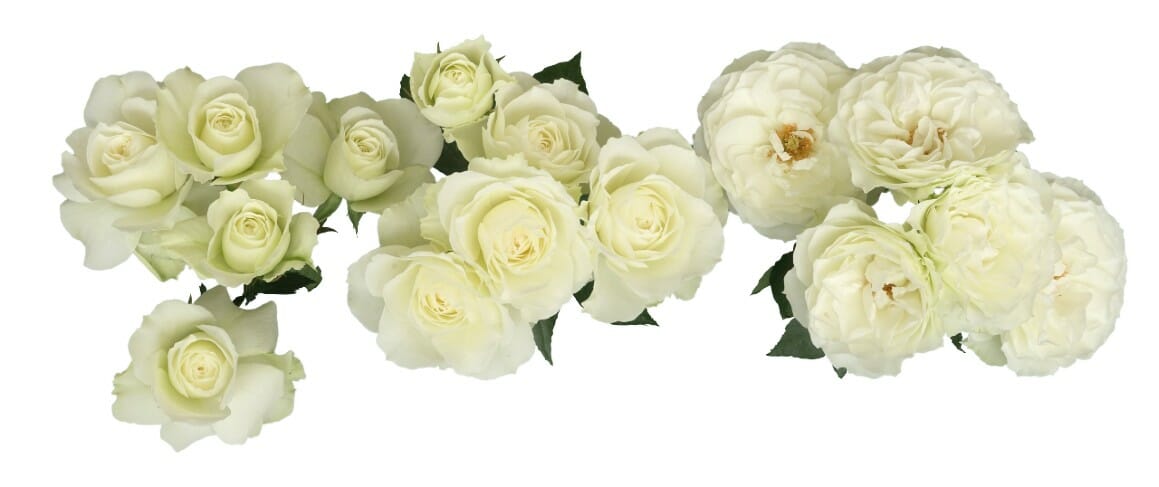 white spray rose for florists and weddings from Alexandra Farms, its name is Blanche