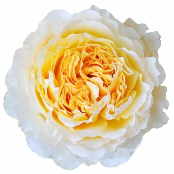 Beatrice Garden Rose a David Austin wedding rose