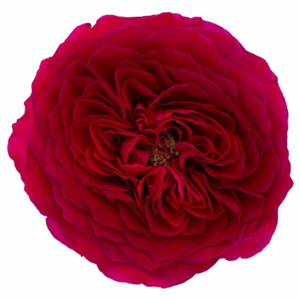 berry red Darcey garden rose from david austin