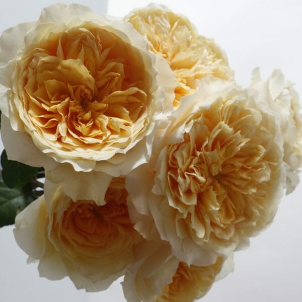 Golden garden roses, David Austin Effie
