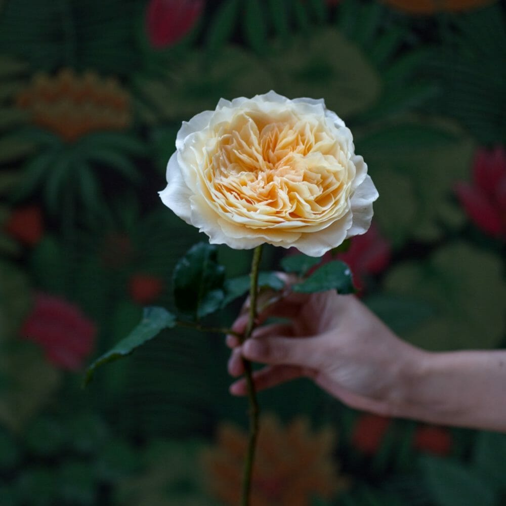 Effie a golden yellow garden rose by David Austin