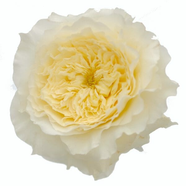 White cream Patience garden roses from david austin, cut wedding rose variety