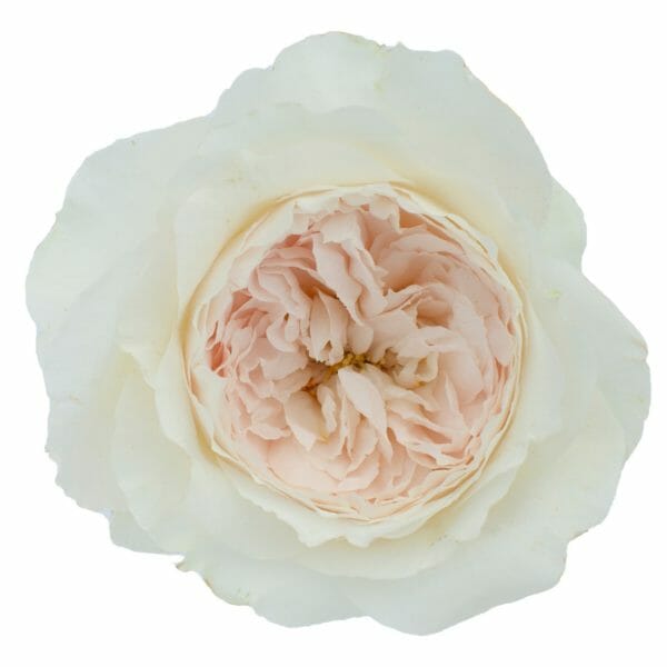 blush pink white purity garden rose from david austin roses