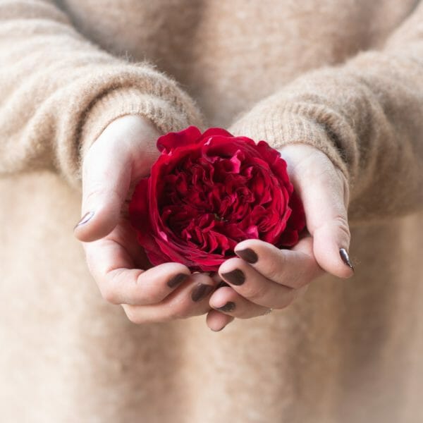 David Austin Tess Garden Rose, a rich red burgundy rose for Valentine's day