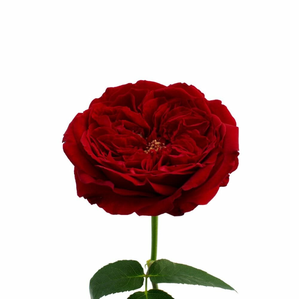 dark red garden rose called David Austin Tess