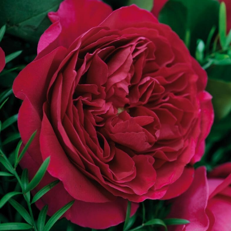 David Austin Wholesale Darcey Roses