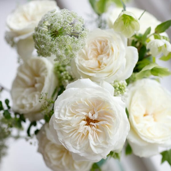 Leonora white garden rose by david austin