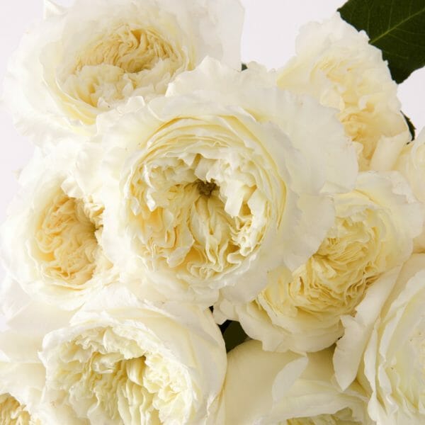 White cream patience garden roses from David Austin roses