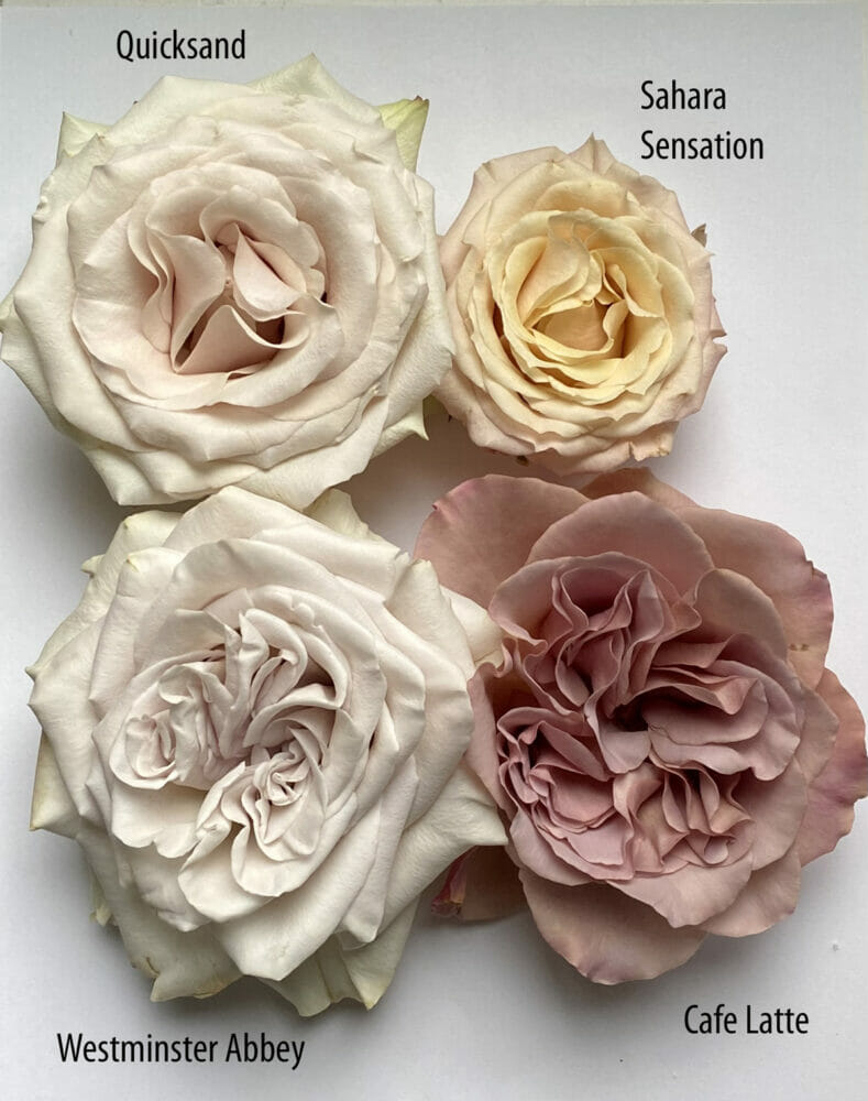 Garden Roses Direct, side by side comparison of Quicksand Sahara Sensation Westminster Abbey Cafe Late Rose Blooms