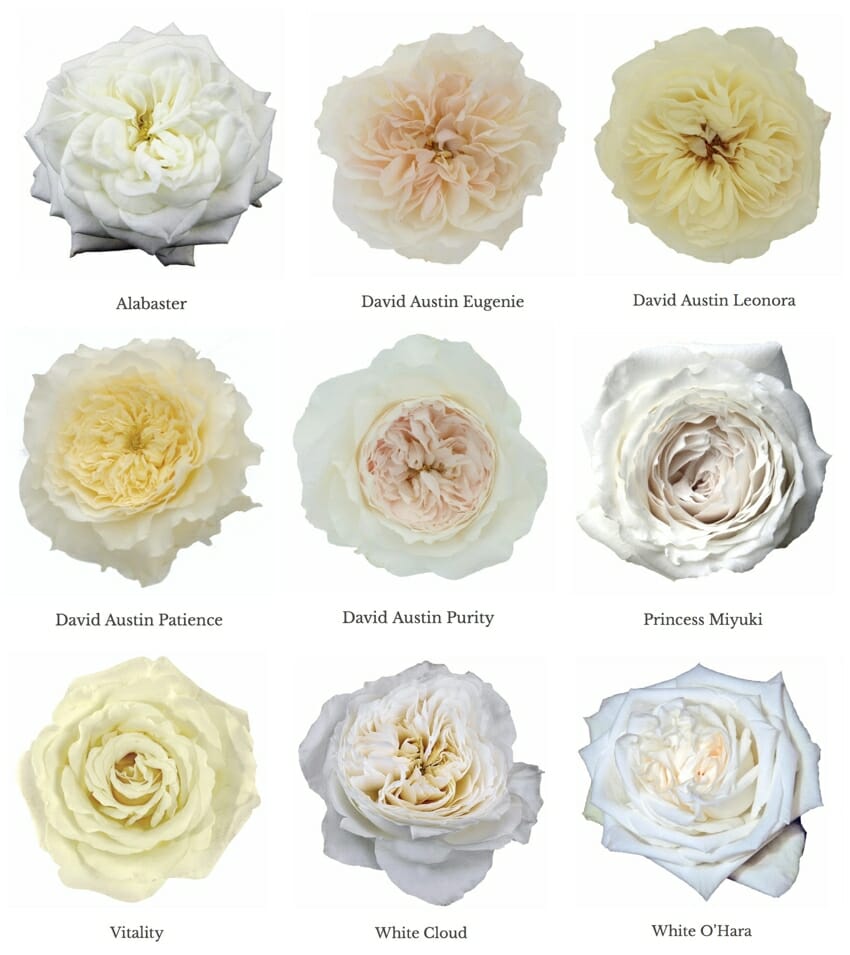 Nine 9 varieties of white garden roses in a side by side comparison image. The white wedding roses include Alabaster Princess Miyuki Vitality White Cloud White O'Hara and the White David Austin Garden Roses Eugenie Patience Purity and Leonora