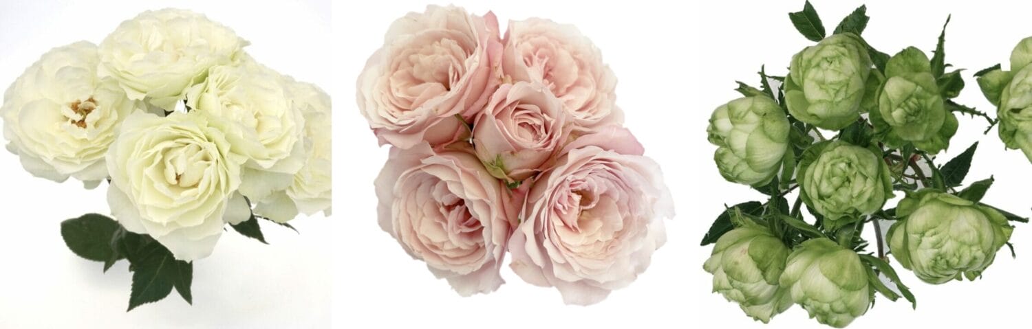 Garden Spray Roses White Blanche Spray Rose Pink Princess Fairy Kiss Spray Rose Green Princess Midori Spray Roses