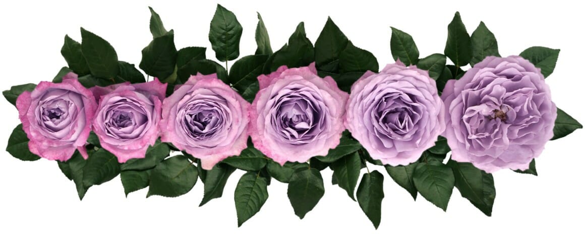 Lavender Bouquet Garden Rose