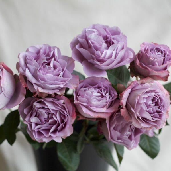 Purple Lavender Bouquet Garden Roses