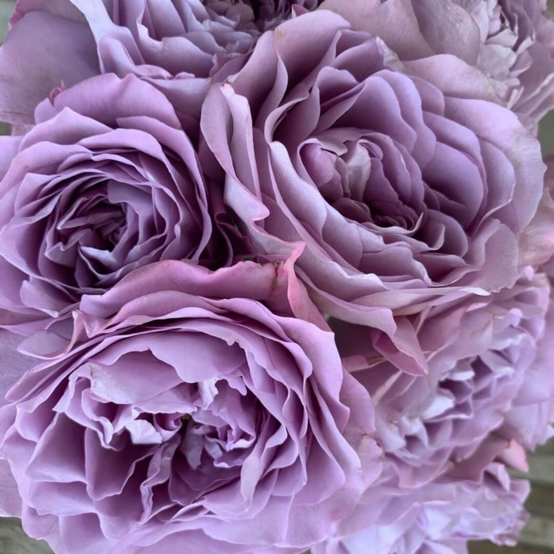 Lavender Rose Varieties