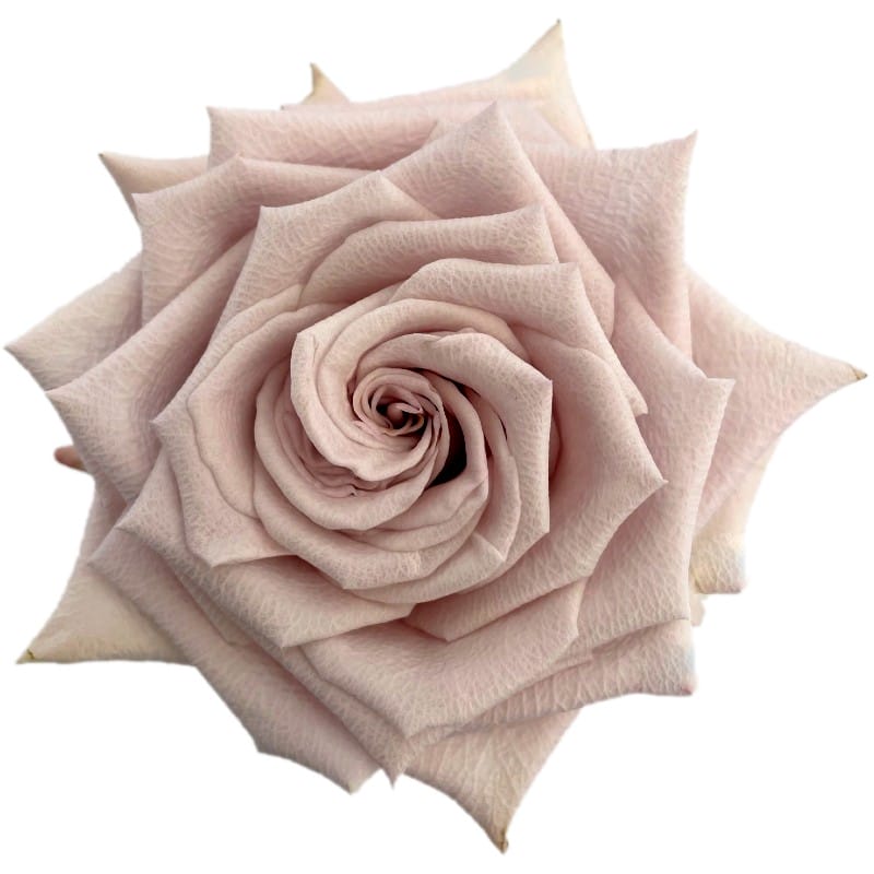 Menta lavender garden rose