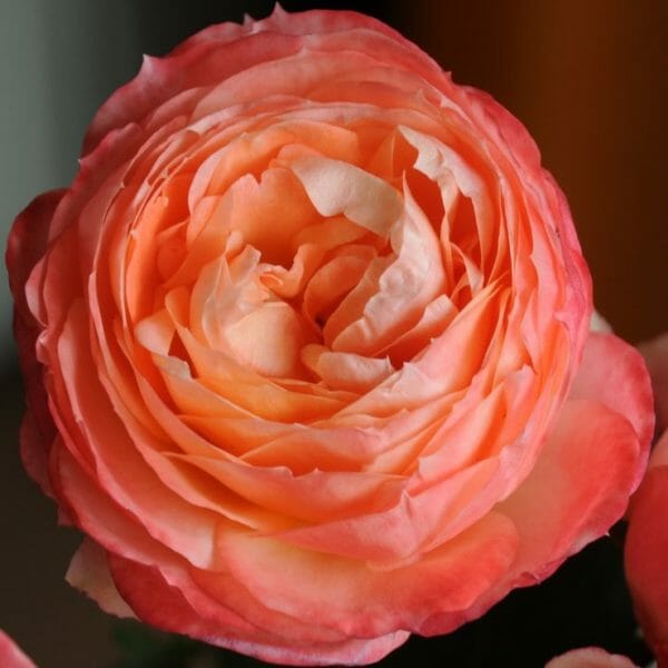 Princess Aiko peach and pink garden rose