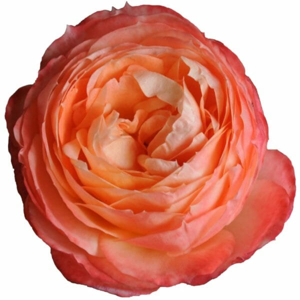 a pink and peach garden rose called Princess Aiko, looks wonderful with Juliet garden rose