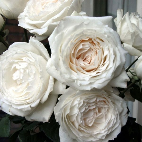 romantic white garden rose called Princess Miyuki and grown by Alexandra Farm