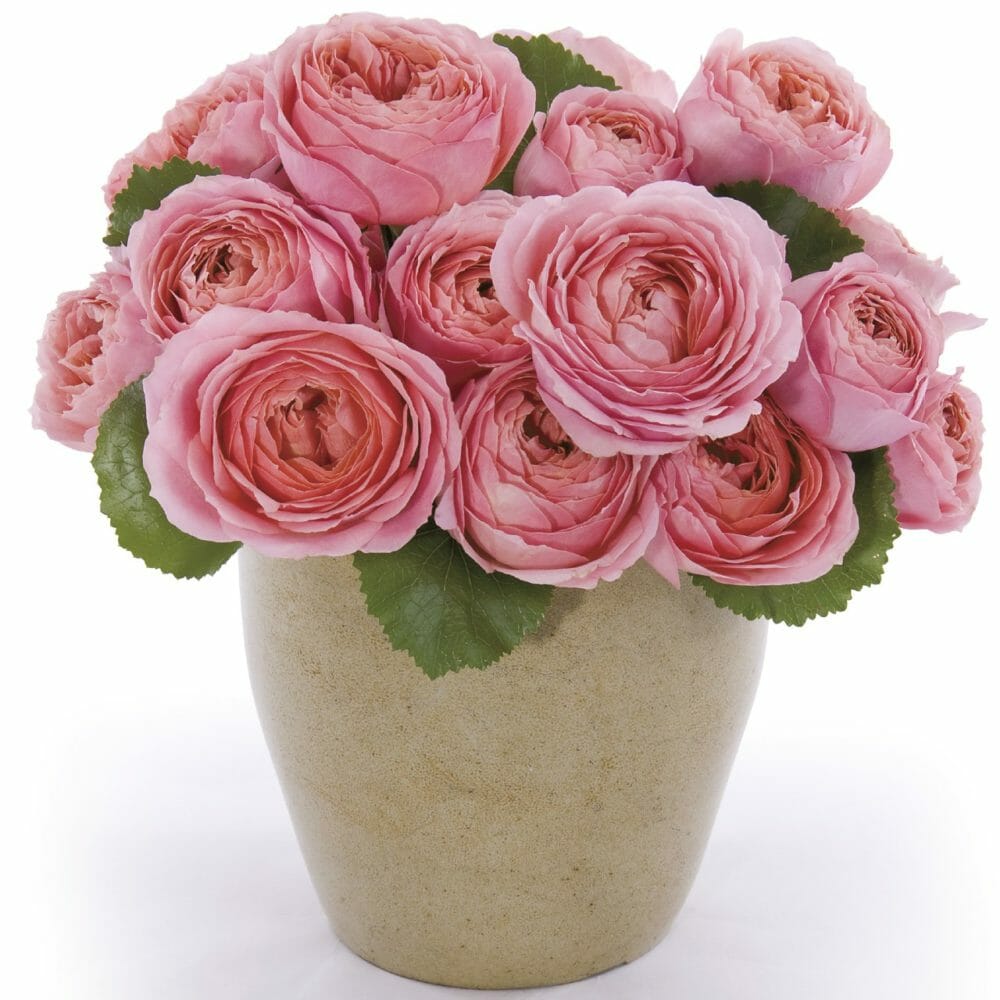 Romantic Antike garden roses arranged with complementary blooms in a vintage-inspired centerpiece