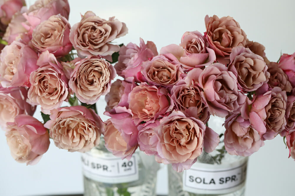 Wabara spray roses Loli and Sola - antique spray roses