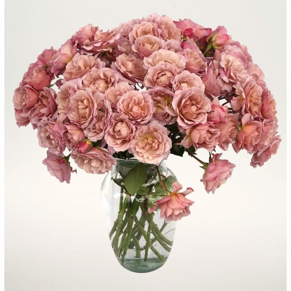 Wabara Ioli spray garden roses in a vase, featuring airy ruffled blooms