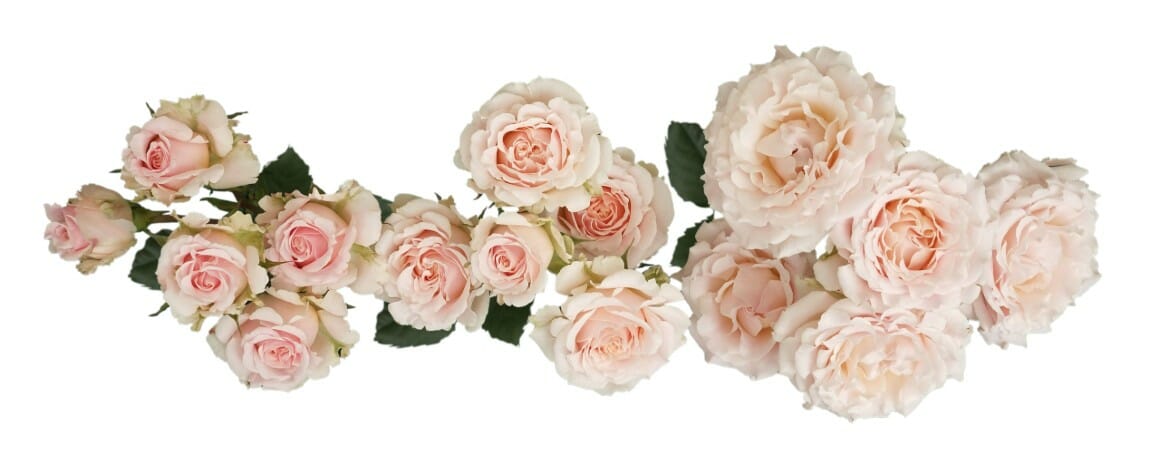 blush pink garden spray roses from Alexandra Farms called Rosever