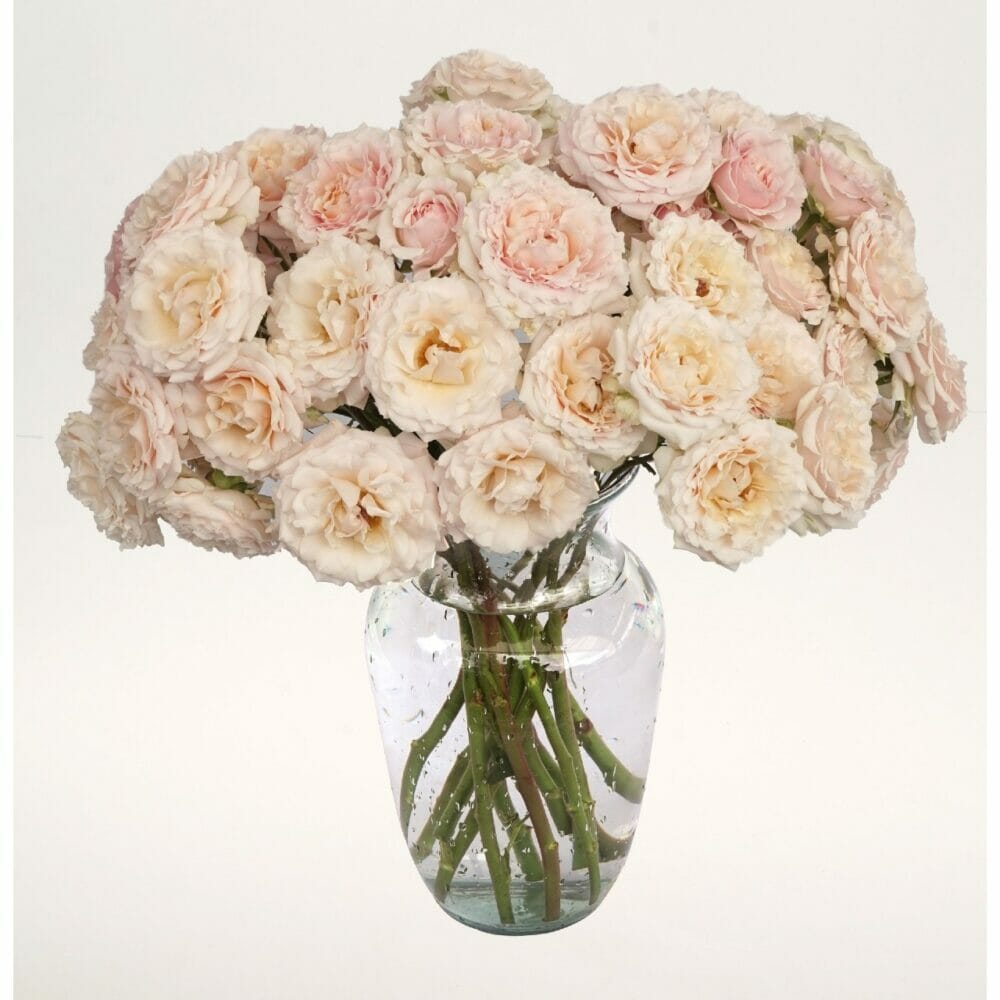 Blush pink spray rose from Alexandra Farms, Rosever for floral designers and weddings