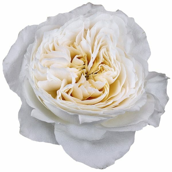 white garden rose called white cloud