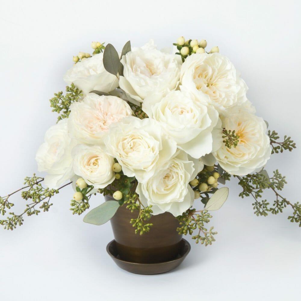 White Cloud garden roses with creamy white blooms, freshly delivered for floral design