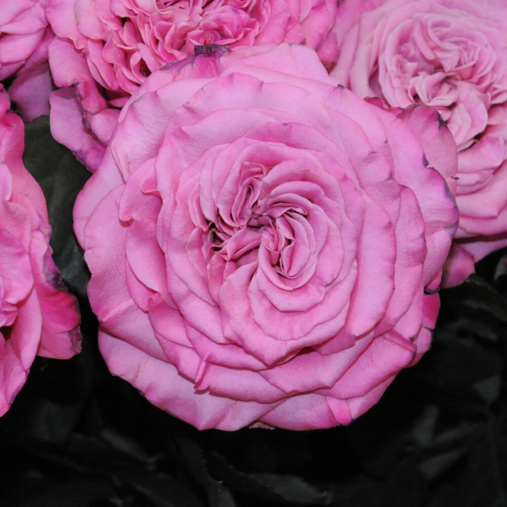 Wholesale Ashley garden roses with soft pink petals and classic garden rose shape