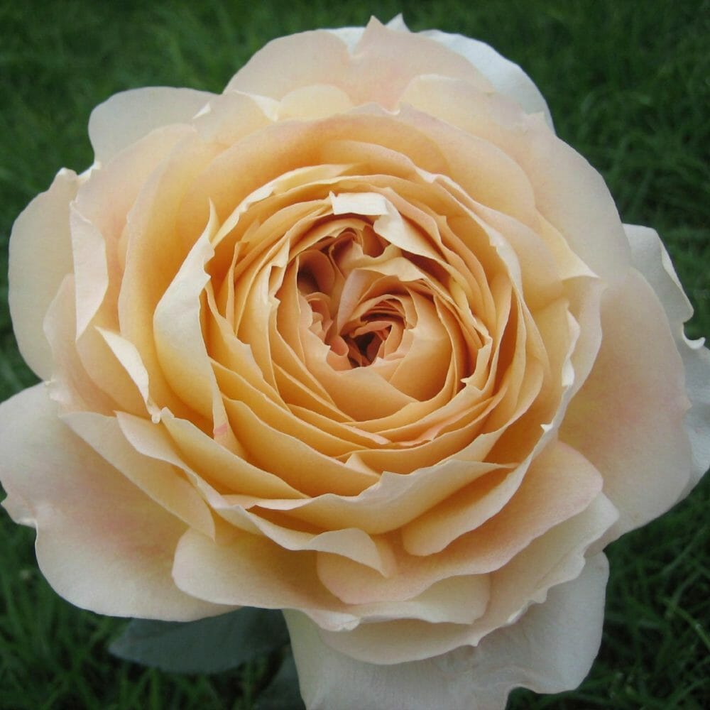 Роза карамель антик