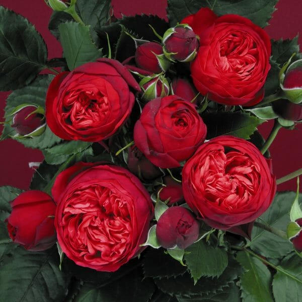 piano cupped shape garden roses
