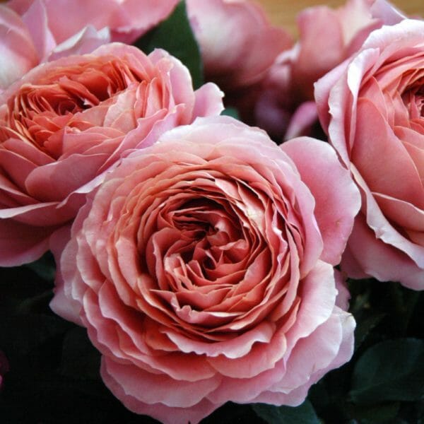 dusty pink Romantic Antike garden roses
