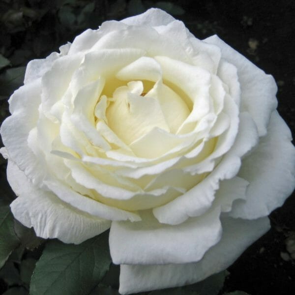 large white garden rose called Vitality