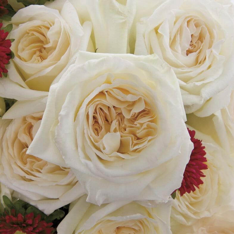 White O'hara garden roses